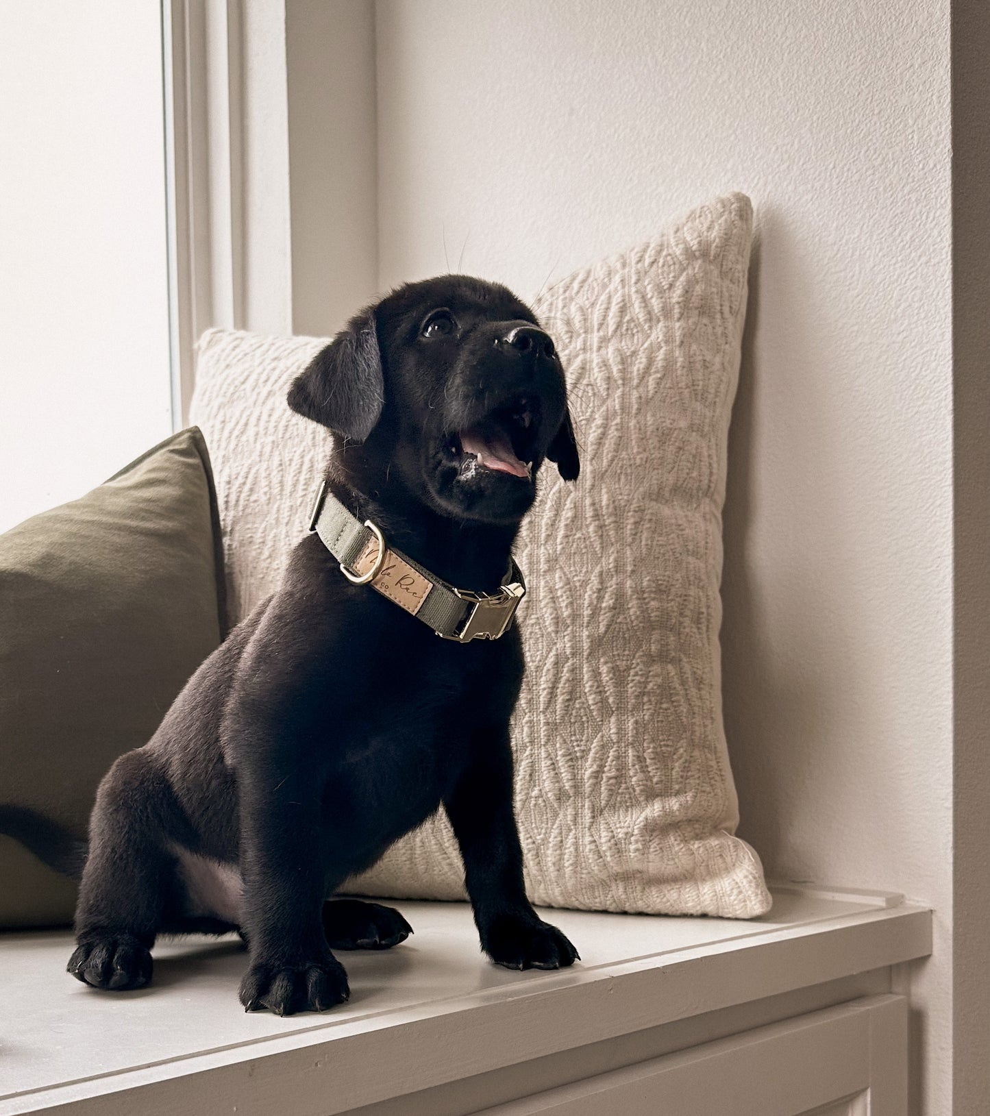 Olive Green Collar