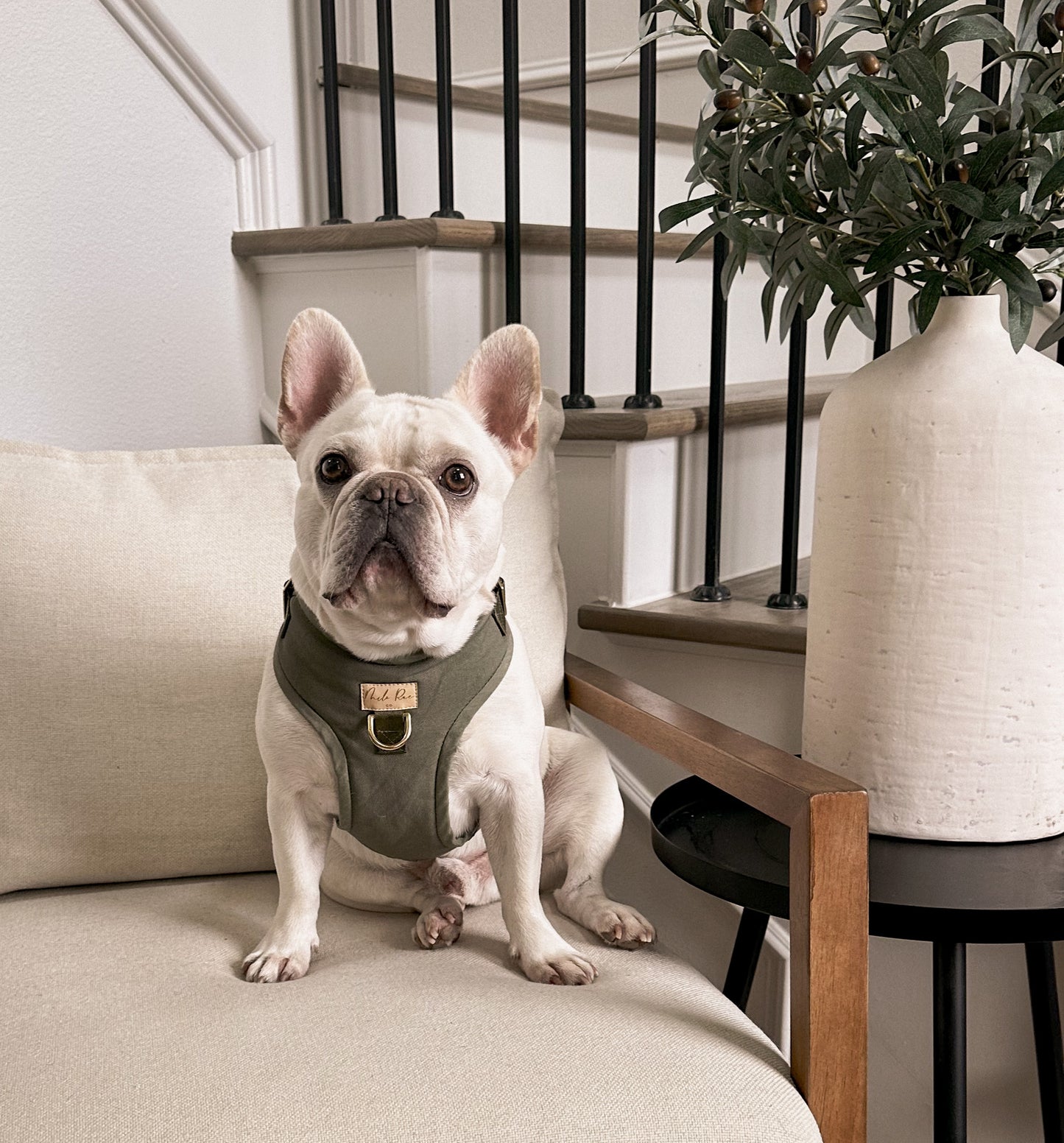 Olive Green Harness Walk Set