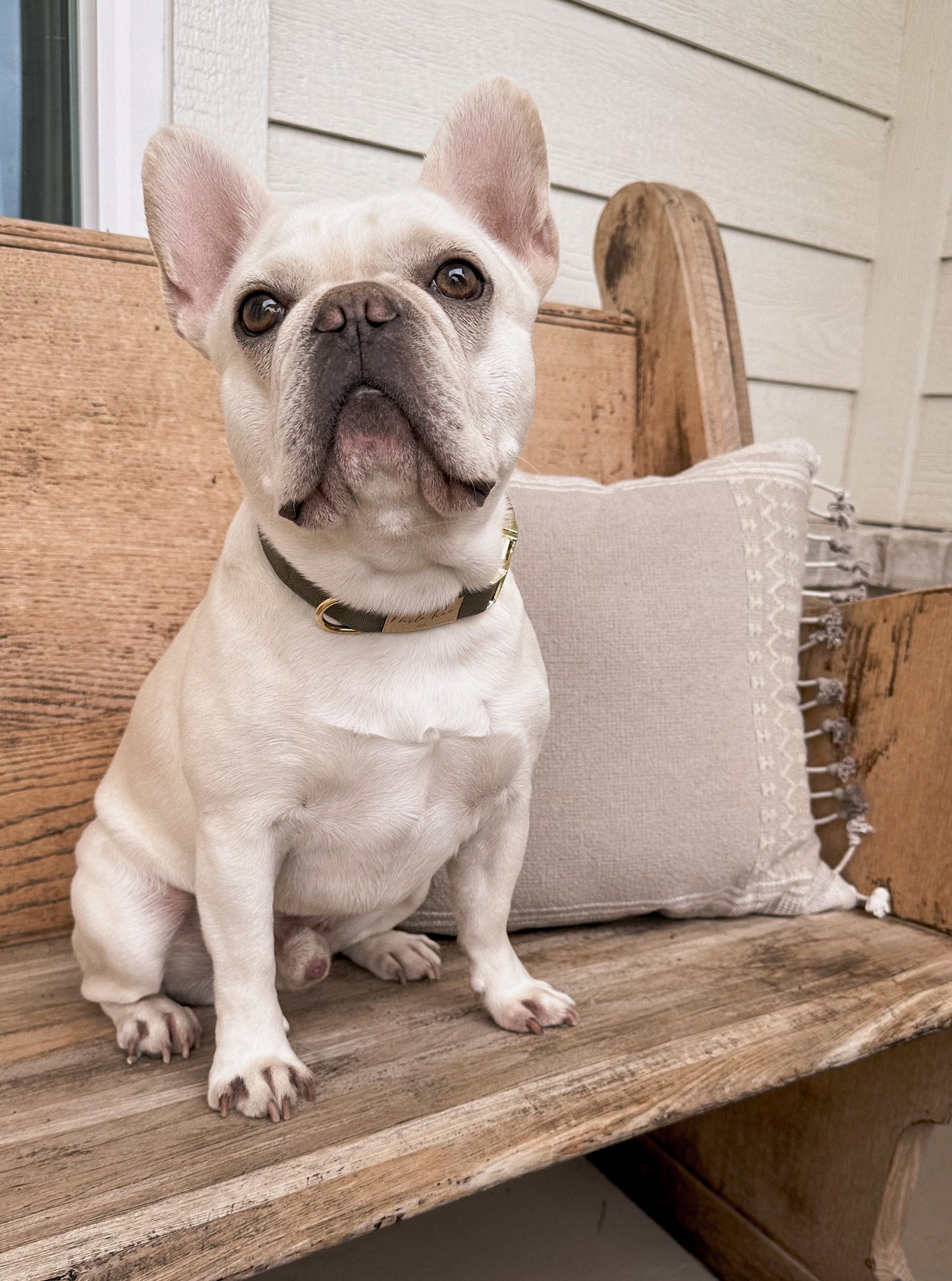 Olive Green Collar