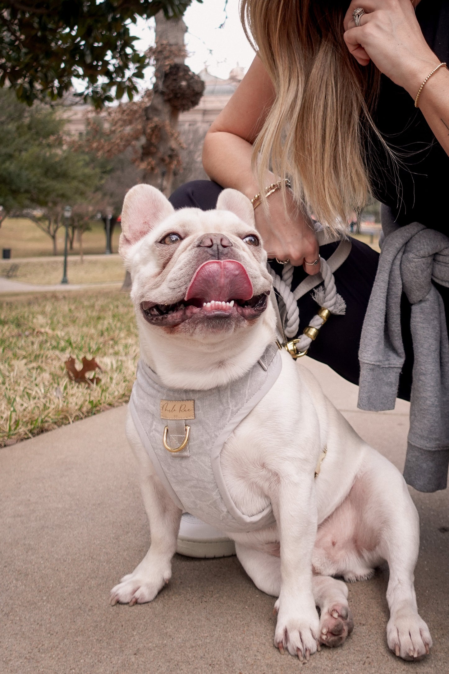 Dove Gray Dog Harness