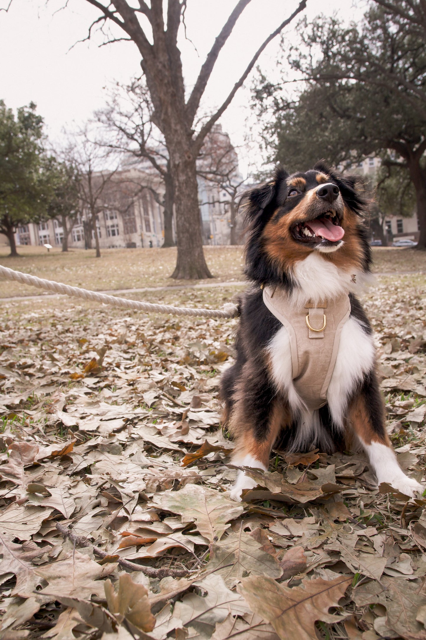 Relaxed Khaki Dog Harness