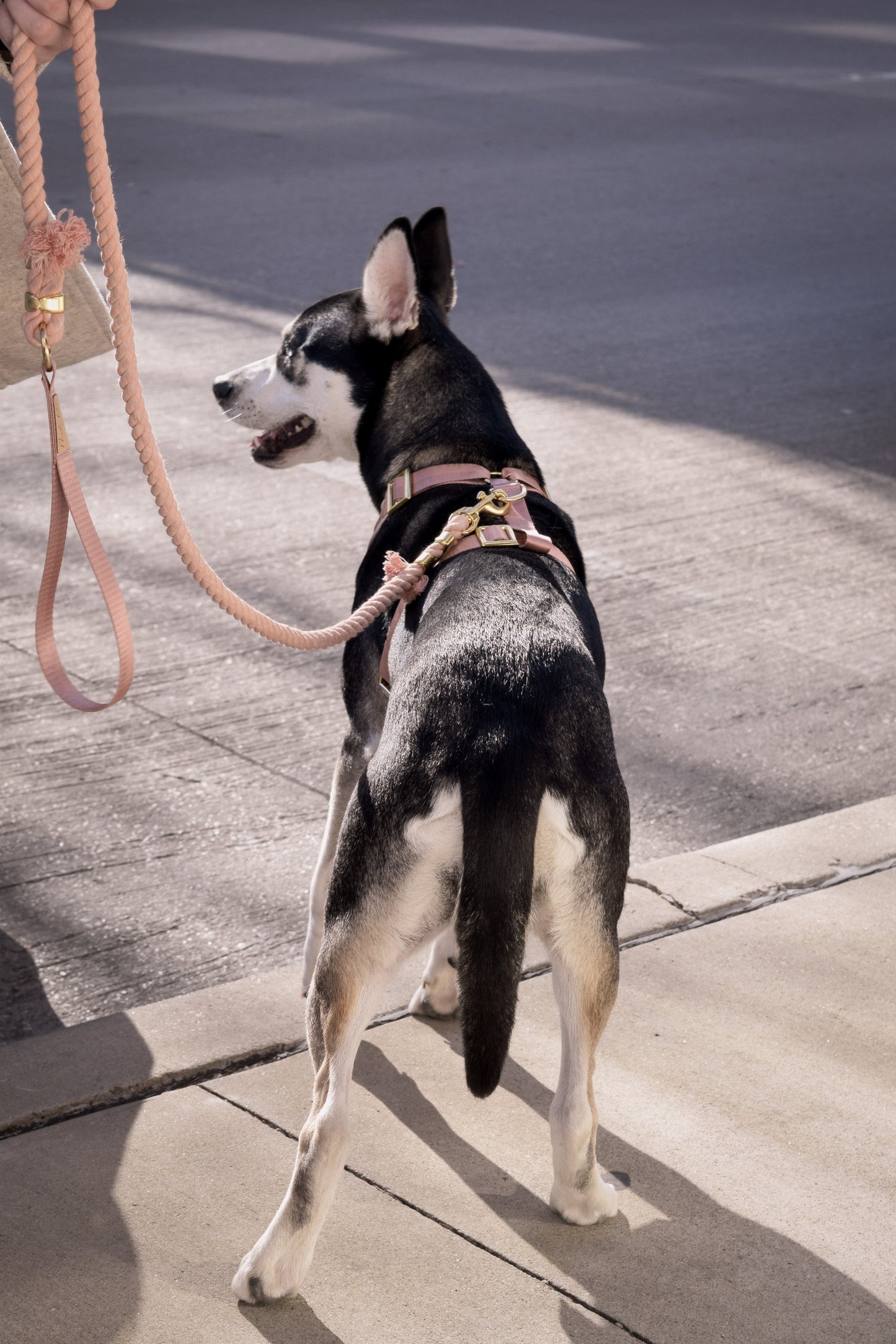 Dusty Rose Leash