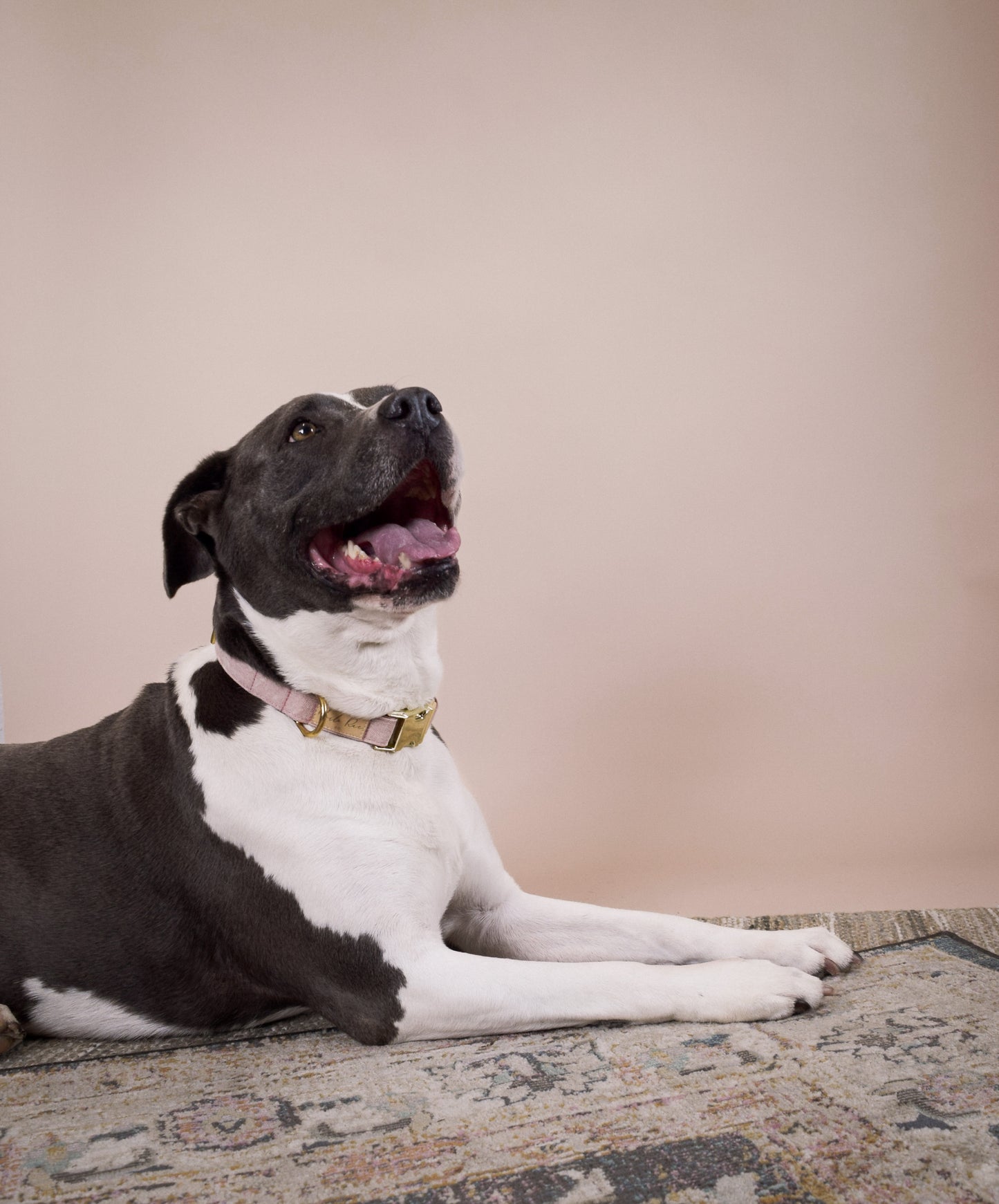 Dusty Rose Dog Collar