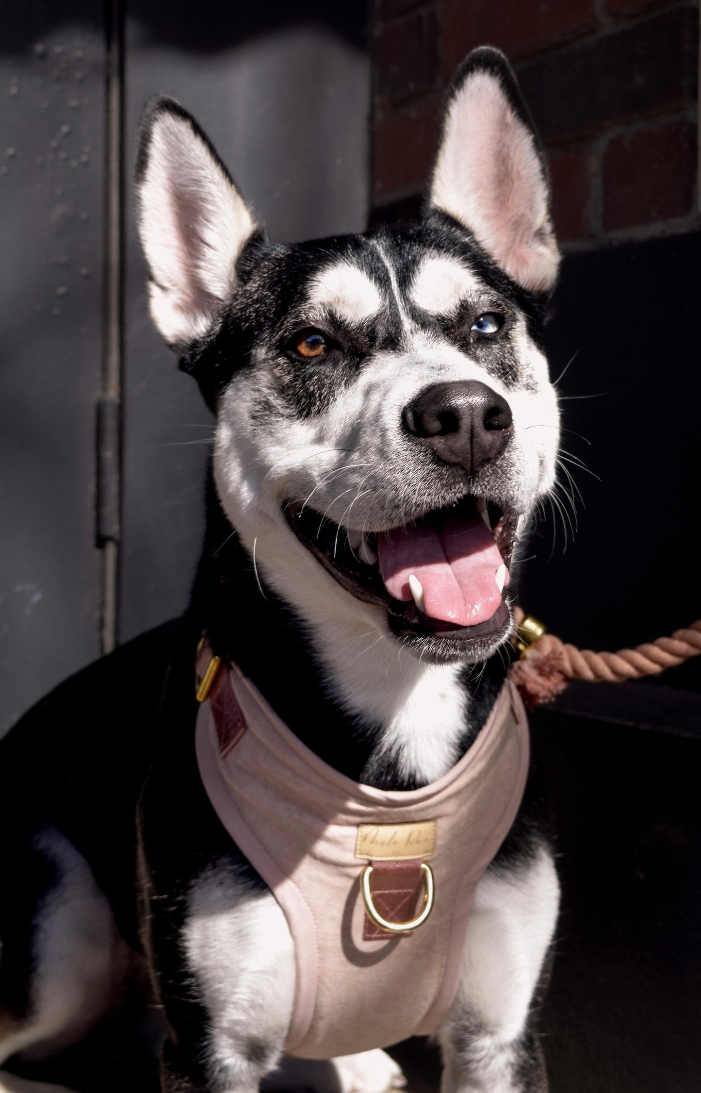 Dusty Rose Dog Harness