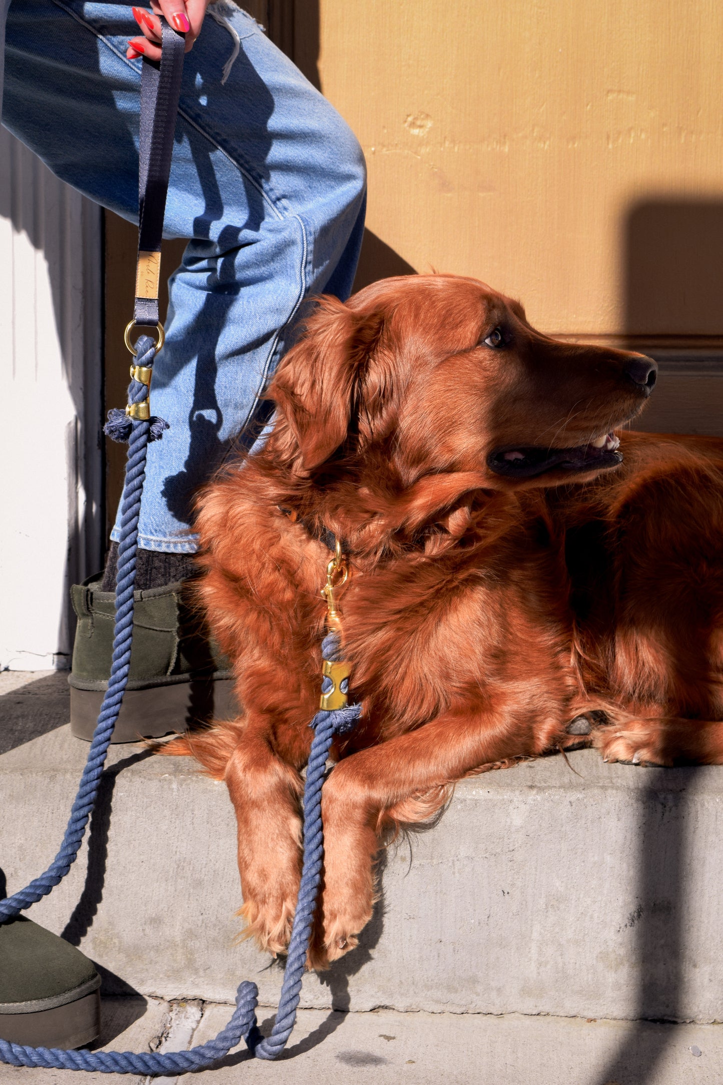 Stormy Blue Collar Walk Set