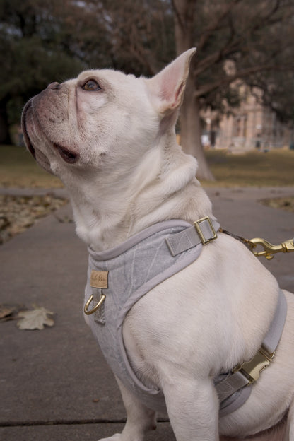 Dove Gray Dog Harness