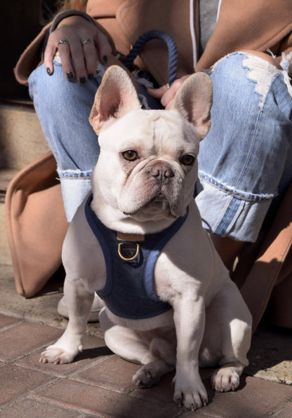 Stormy Blue Dog Harness