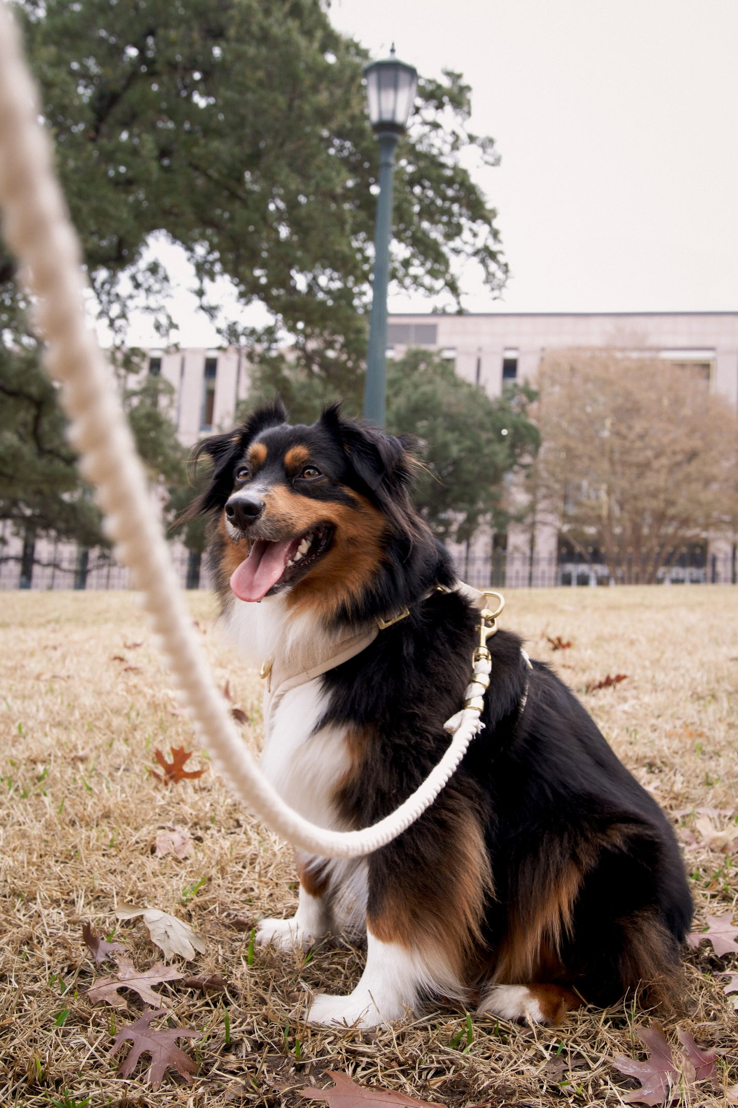 Relaxed Khaki Leash