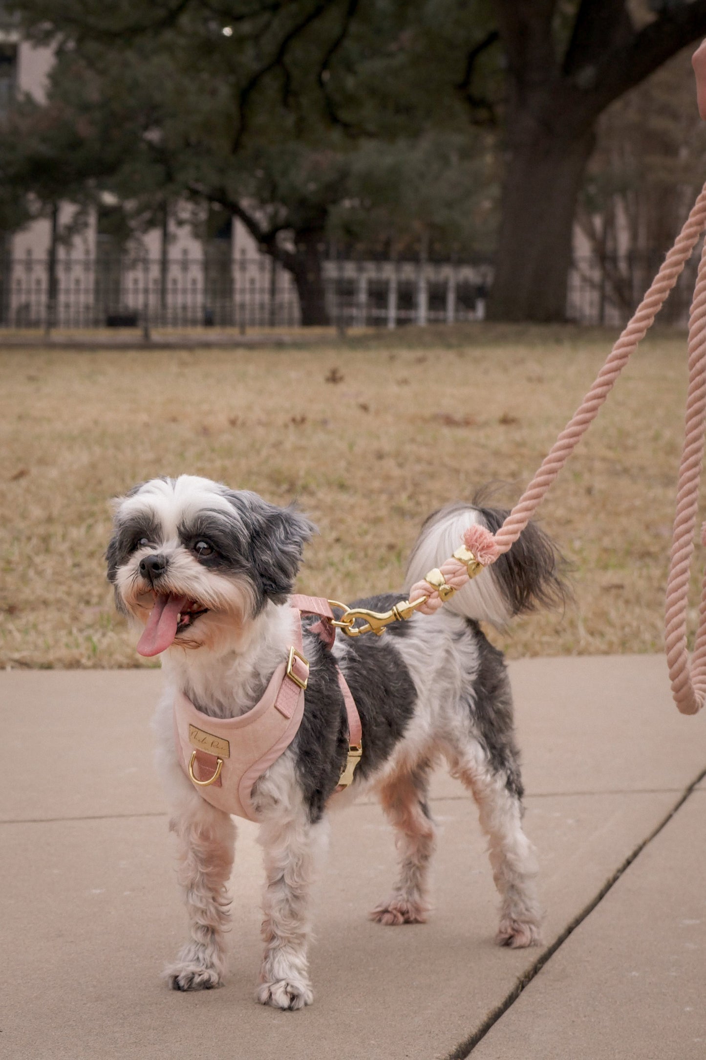 Dusty Rose Dog Harness