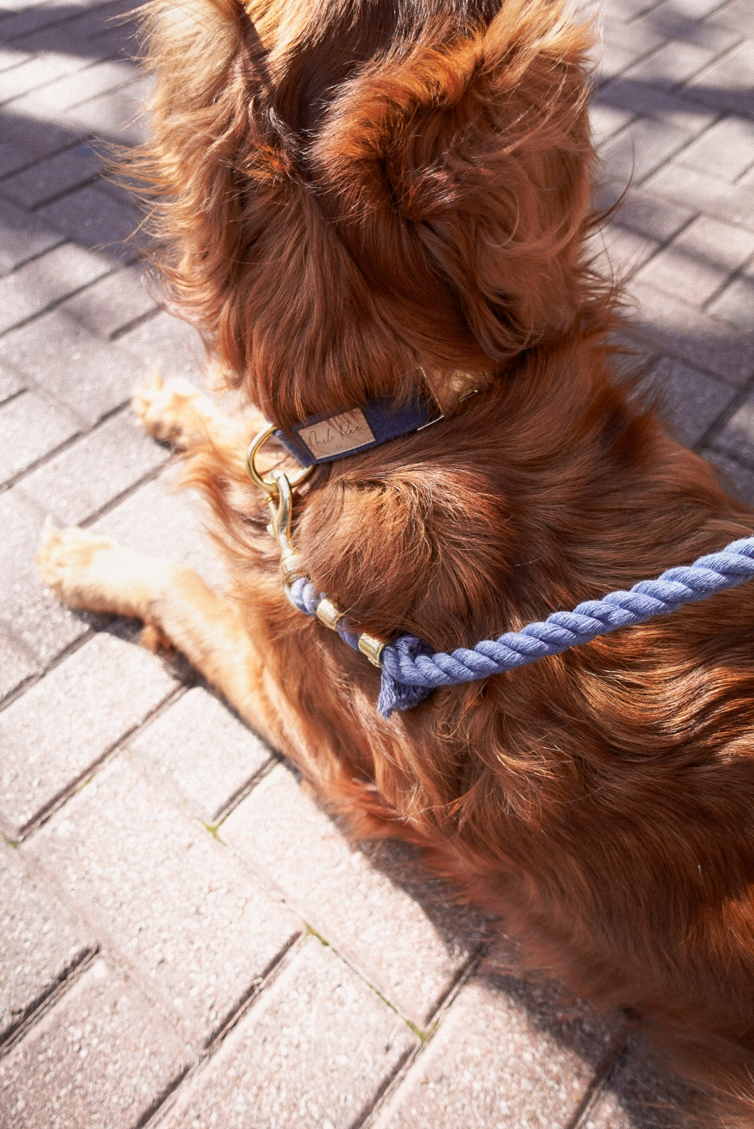 Stormy Blue Collar Walk Set