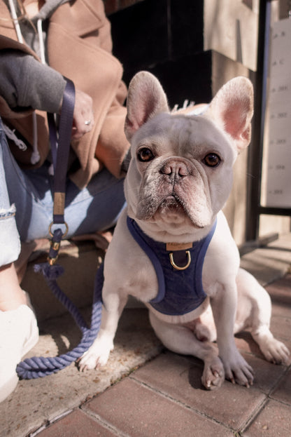 Stormy Blue Harness Walk Set