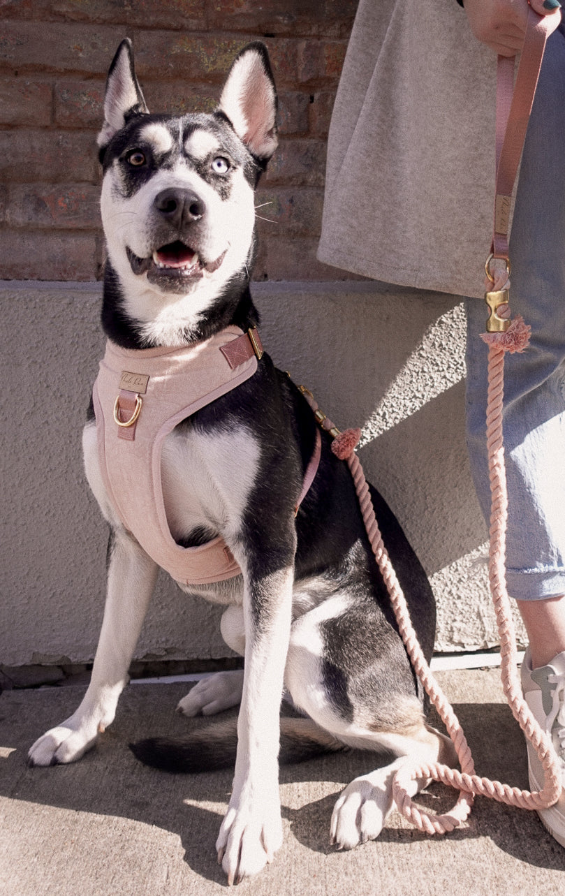 Dusty Rose Harness Walk Set