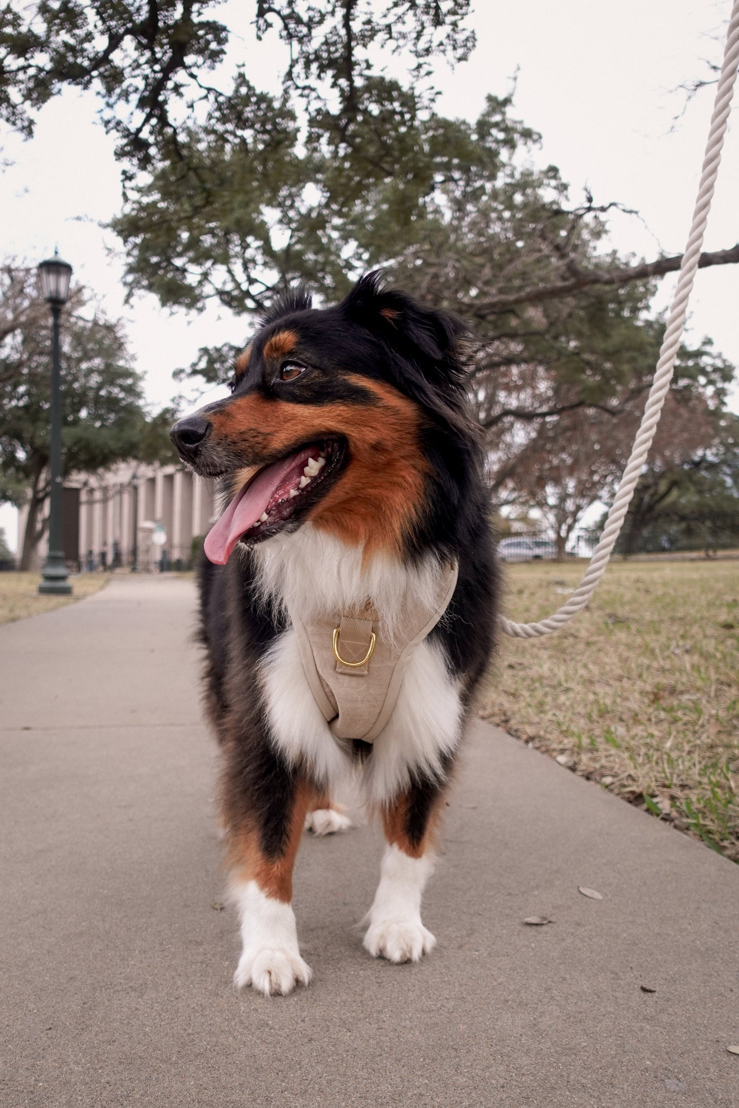 Relaxed Khaki Harness Walk Set